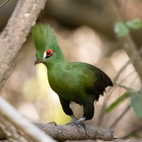 Green Turaco